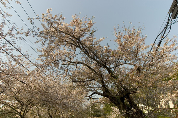 crw_0612s.jpg