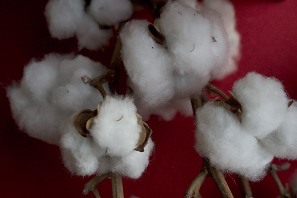 coton