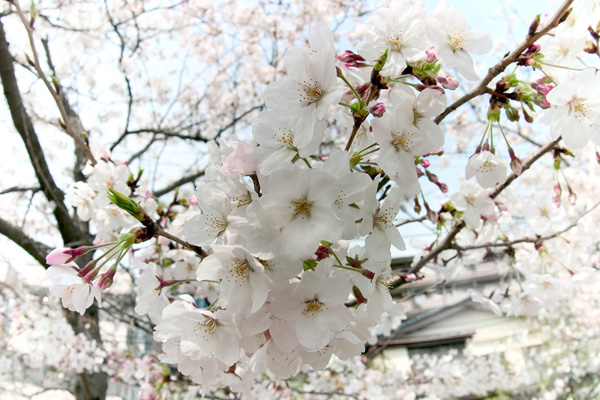 sakura