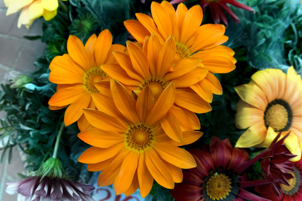fleurs
