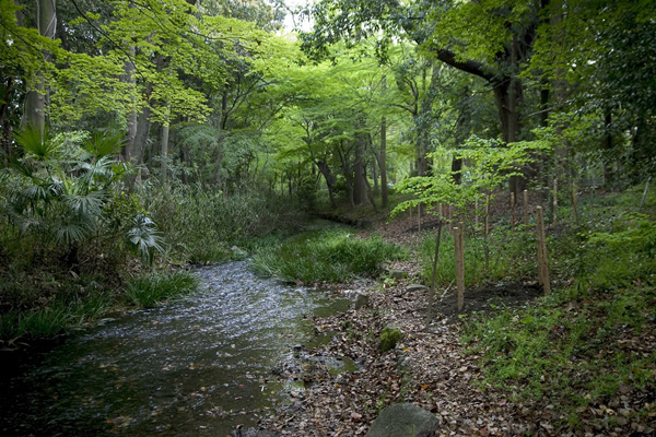 shimogamo