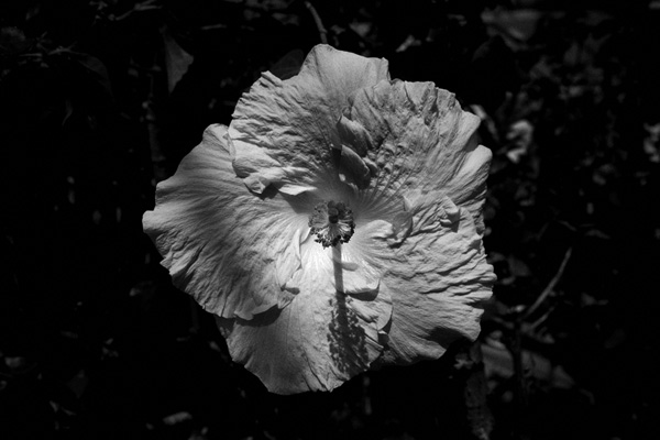 fleurs