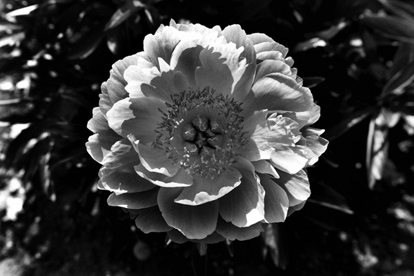 fleurs
