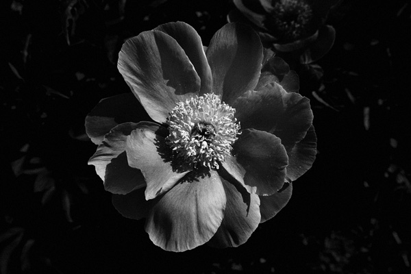 fleurs