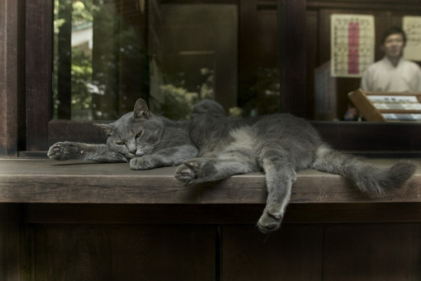 chat