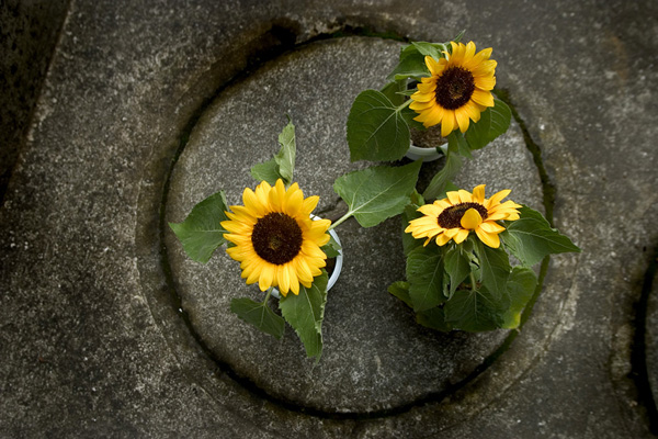 danse de tournesol