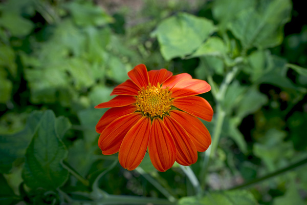 fleur-ete