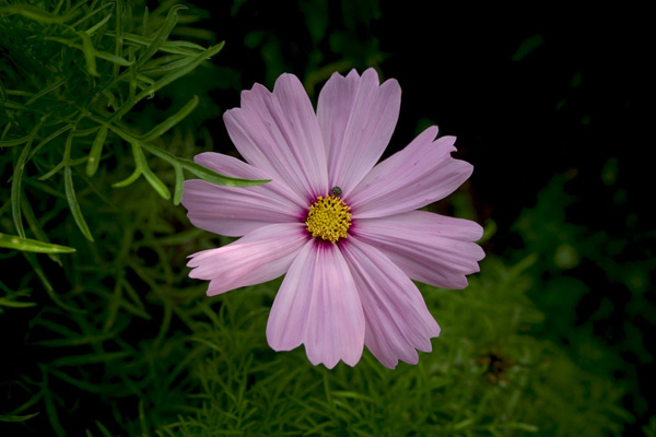 CRW_3733s.jpg