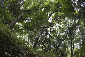 kamakura