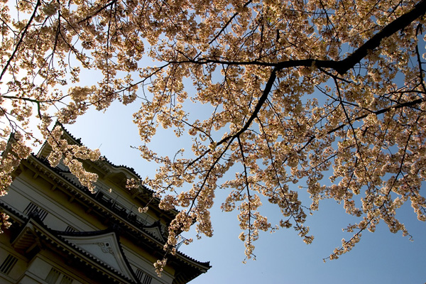 Odawara-jo