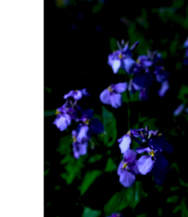 Ultra Violet