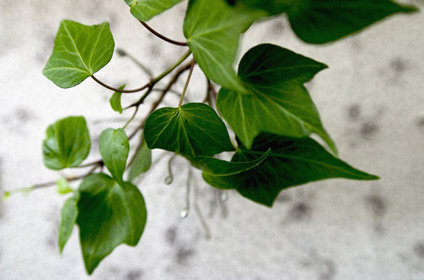 Plante de maison