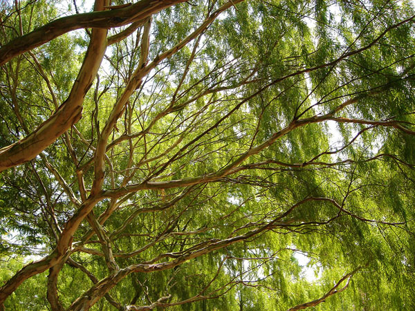 Singapore Jardin Botanique