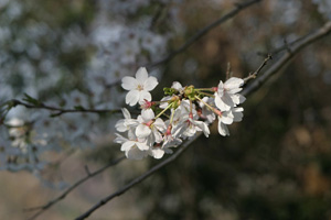 kamakurayasakura