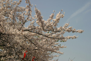 sakura042.jpg