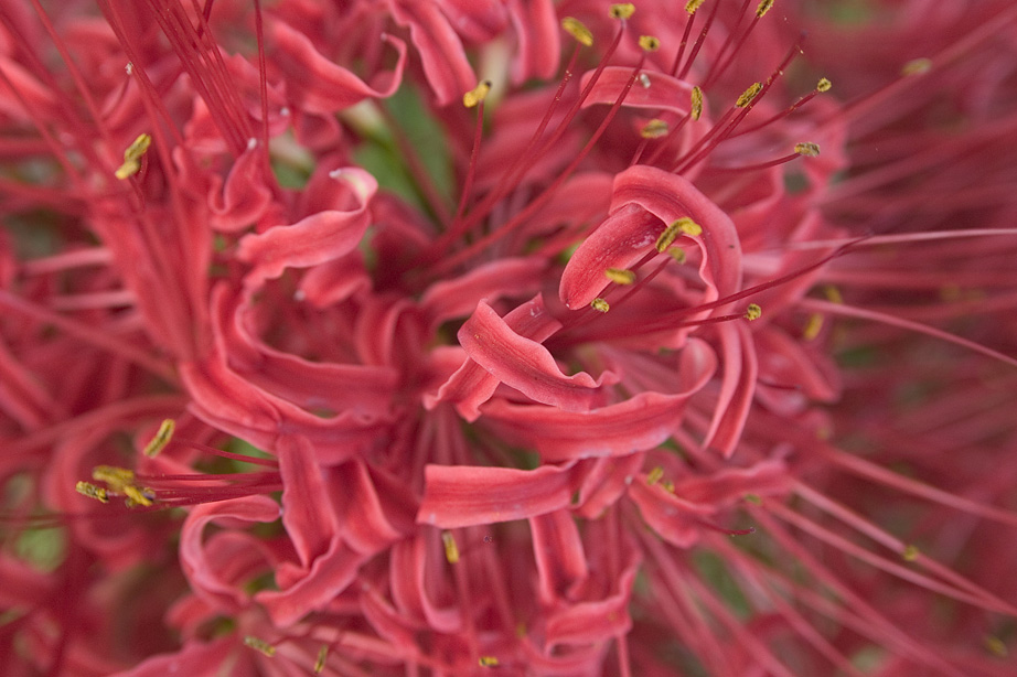 Des fleurs qui font la réputation de la region