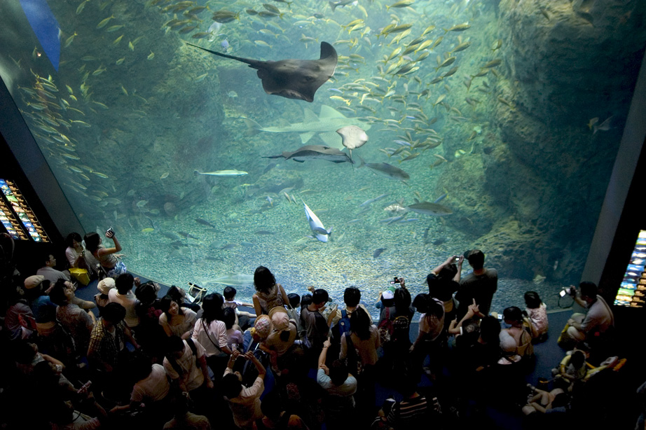 Les grandes surfaces vitrées de l'aquarium de Enoshima