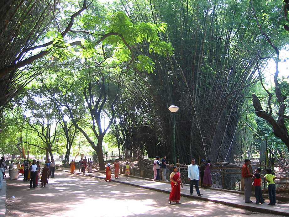 forêt de bambous dans le parc Cubbon, dans le centre de Bangalore