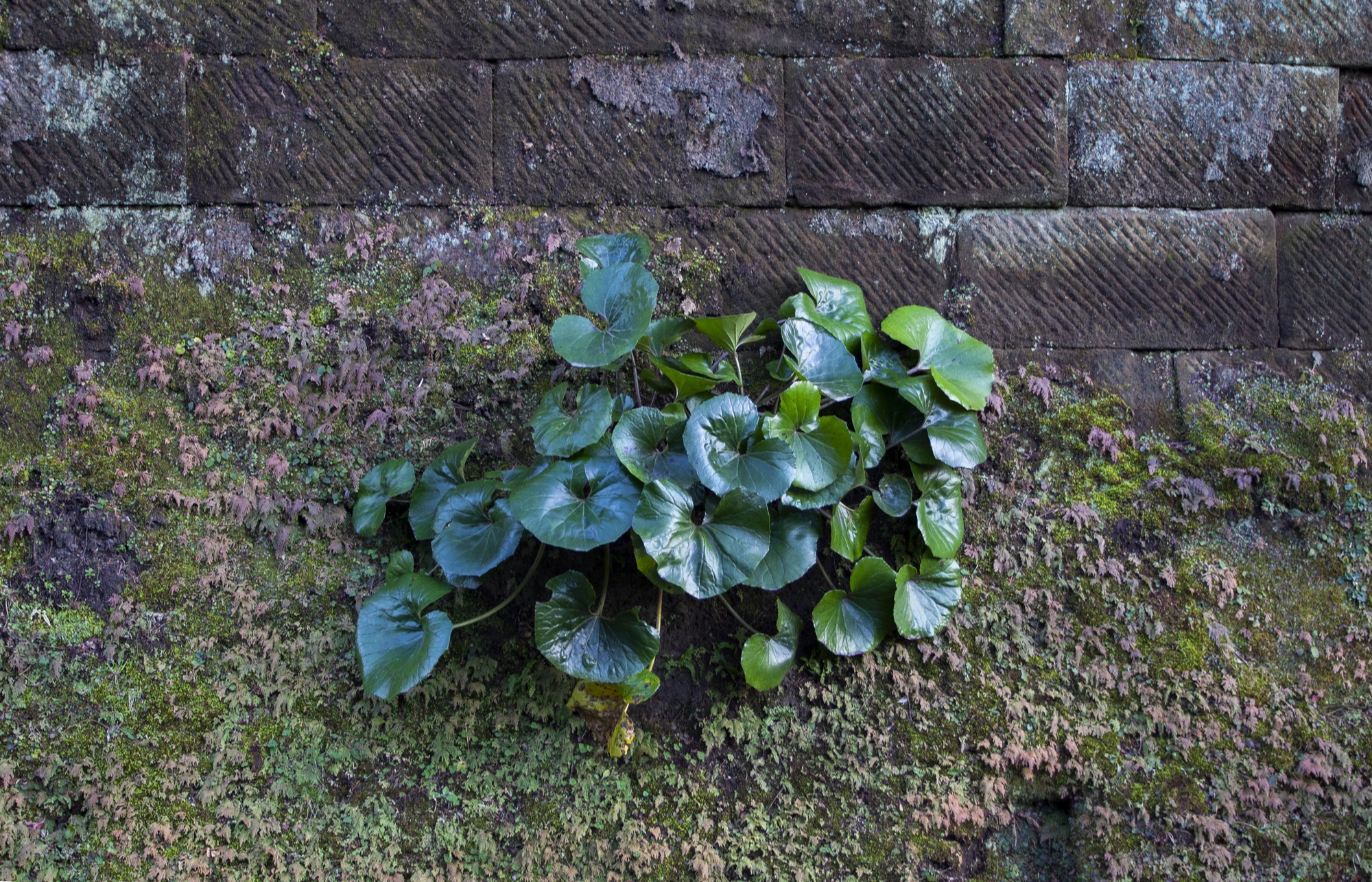 se faire mordre par le tigre blanc – made in tokyo